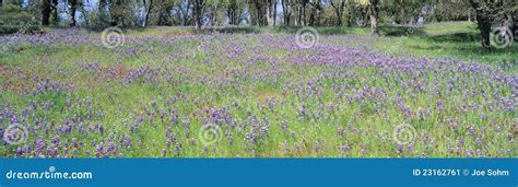 Meadow Of Purple Flowers Stock Image Image Of Flower 23162761