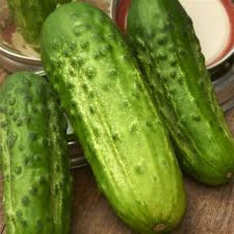 15 Boston Pickling Cucumbers Seed Etsy