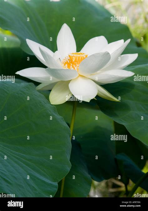 Sacred White Lotus Flower And Leaves Nelumbo Nucifera Nelumbonaceae