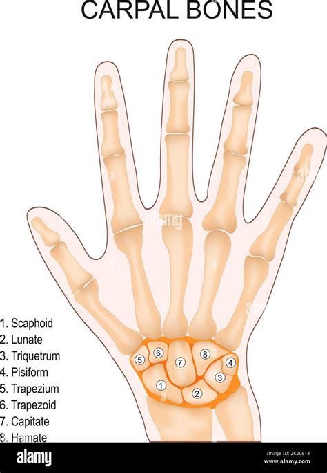 Karpaltknochen Anatomie Der Menschlichen Hand Kleine Knochen Des
