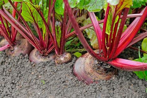 How To Plant Grow And Harvest Beets The Old Farmer S Almanac