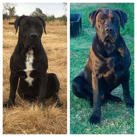 Rottweiler x cane corso italiano mix = rotticorso. Female Boerboel Rottweiler Mix