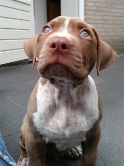 You'll need to feed, nurture, and train your puppy to become a good canine citizen. Jason, #pitbull #puppy, 8 weeks old