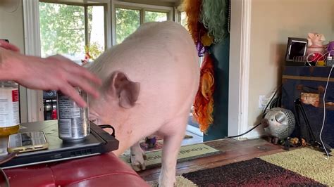 Having A Pig For Dinner Youtube