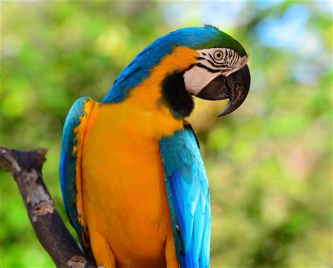 Pin By Rebecca Marinelli On Macaw Macaw Parrot Facts Macaw Parrot