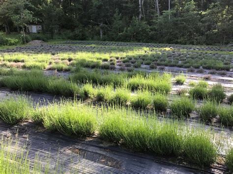 Get Lost In This Beautiful Multi Acre Lavender Farm In New Hampshire