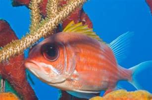 14 Best Fish In Bahamas Images On Pinterest Coral Reefs