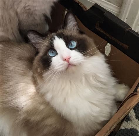 Get a ragdoll, bengal, siamese and more on kijiji, canada's #1 local 3 white medium hair, 2 black/white medium length hair, 1 orange/white/black. Ragdoll Cats Facts