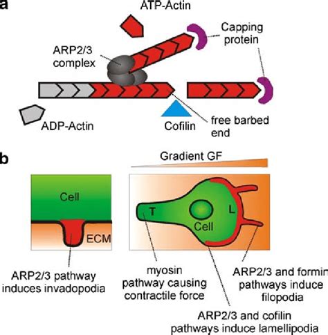 Actin Cytoskeleton Remodeling And The Formation Of Membrane