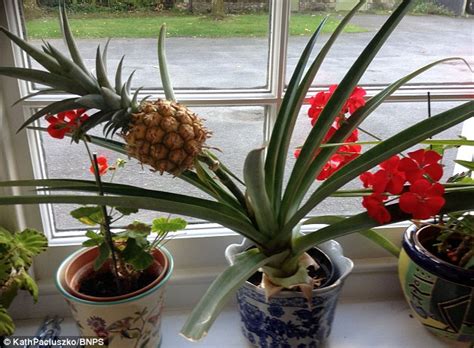 Cornish Grandmother Has Managed To Grow A Pineapple On Her