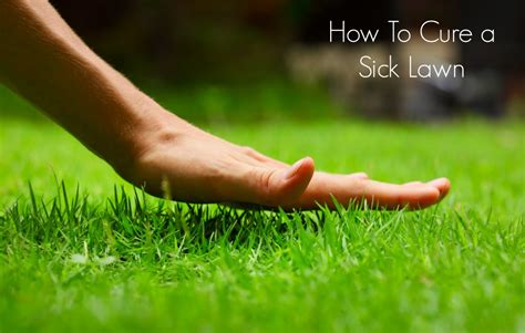 How To Cure A Sick Lawn Life In A Break Down
