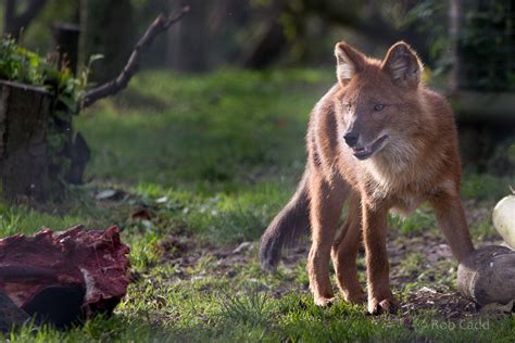 Dhole Howletts 16 Oct 2014 Zoochat