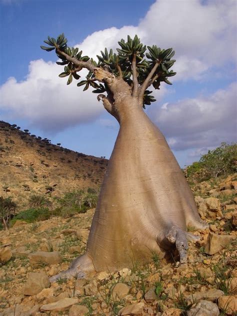 Traduzione di uniche al mondo in inglese. Socotra: l'isola con il Maggior numero di Piante Endemiche ...