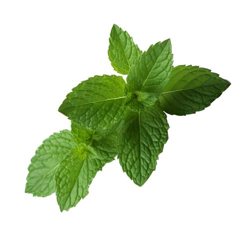 Peppermint Green Leaf In Png 23628989 Png