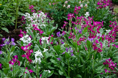 Stock Flowers How To Grow Stock In Your Cottage Garden Gardeners