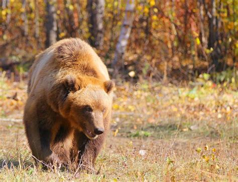 Kamchatka Brown Bear On A Chain In The Forest Stock Photo Image Of