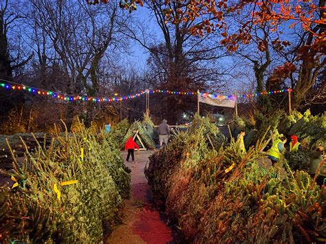 We did not find results for: Morning Poll: Real vs. Fake Christmas Trees - Arlington ...