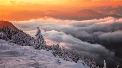 Snow Covered Forest With Fog During Golden Hour 4k Hd Nature Wallpapers