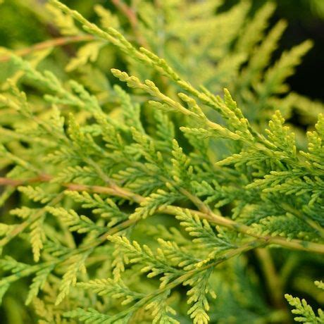 What to plant instead of leyland cypress and why? Cupressus x leylandii Robinsons Gold - Leyland Cypress ...