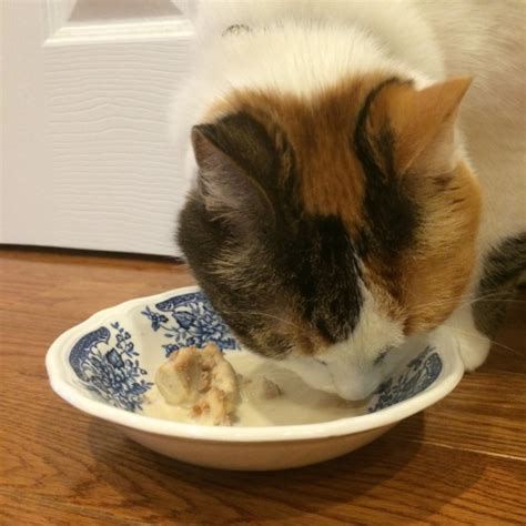The cats and the fiddle was an african american singing group which formed in 1937 in chicago and lasted until 1951, releasing more than 30 songs in that span of time. Hattie's Blog — How To Make Cat Ice Cream (for cats) I've ...