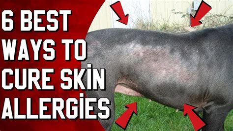 Pitbull Skin Rash On Belly Home Remedies Pitbull Dog