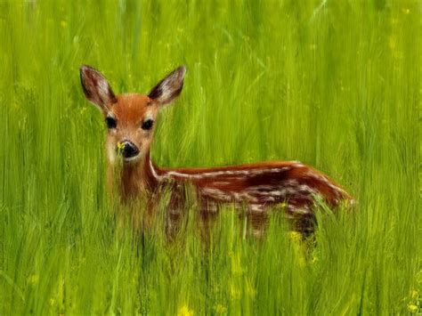 Sika Deer By Turrent1453 On Deviantart