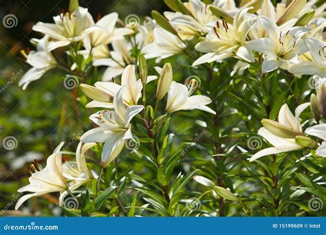 White Lilies In A Garden Stock Image Image Of Flower 15199609