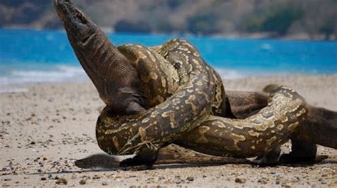 Komodo Dragon Vs Anaconda Fight Comparison Who Will Win Discover Animal
