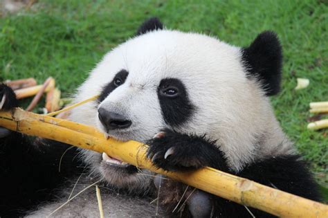 Intriguing Facts About Pandas Everyone Should Know Animal Sake