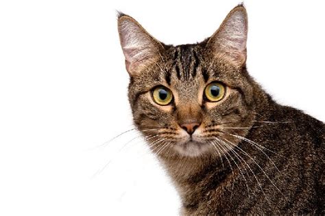 Brown Tabby Cat Facts About Brown Tabby Cats Tabby Cat Tabby Cat