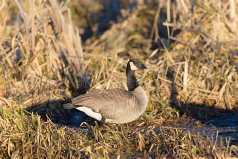 Canada Goose Resting At Lakeside Stock Image Image Of Thousands