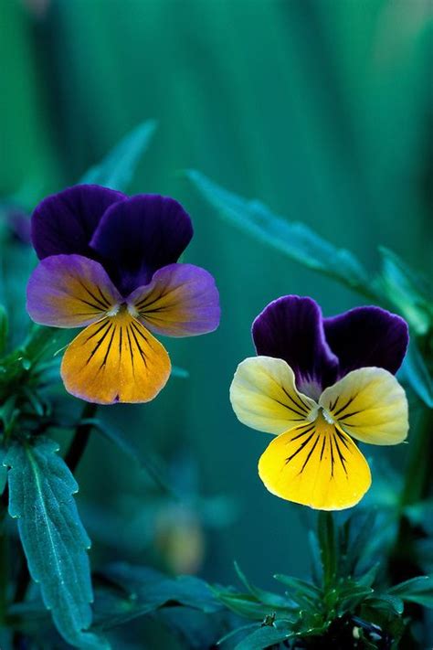 Pair Of Viola Tricolor Flowers In Spring Patrick Oleary Pansies