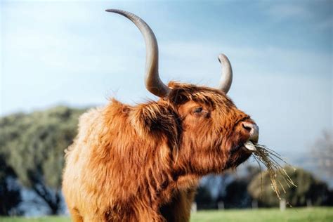 Highland Cows By Vaughan Laws Photography