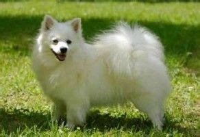 Gli anziani adoreranno questo cane che ama il contatto con gli umani, così gentile con tutti, anche con i bambini. Cani da appartamento (piccola taglia): le razze perfette ...