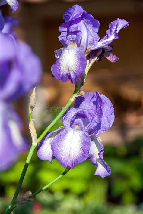 Beautiful Lilac Flower Iris Closeup Stock Photo Image Of Purple