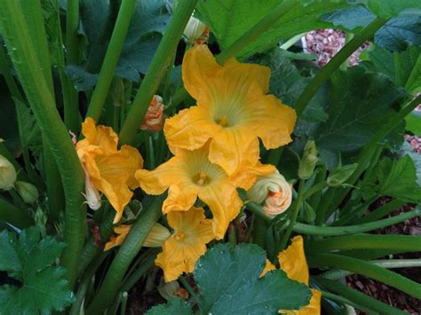 We did not find results for: Hand Pollinating Your Vegetables can Improve Your Yield