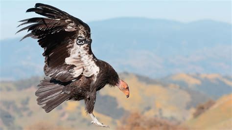 California Condor Audubon Field Guide