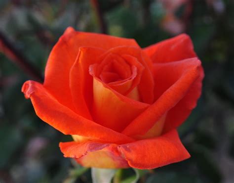 Shop by type, color, zone & more. 'Monica' rose | Orange Hybrid Tea rose