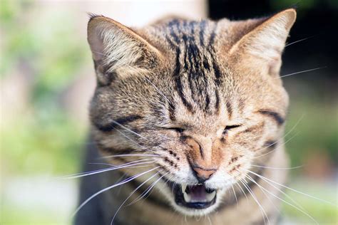 What To Do If Your Cat Is Sneezing Blood Daily Paws