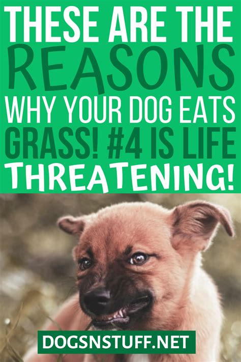 Dogs often eat grass when they have an upset stomach, which can sometimes induce vomiting. Reasons Why Dogs Eat Grass | Dogs eating grass, Dog eating ...