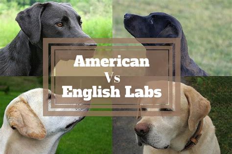 English Labs Vs American Labs Differrences Show Lab Vs Field Lab Guide