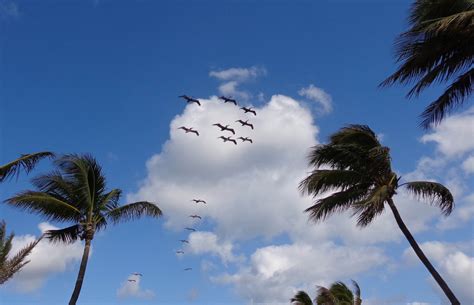 Wallpaper Birds Sky Branch Flying Pelicans Cloud Leaf Plant