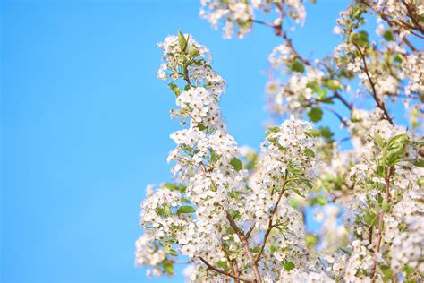 Free Images Tree Branch Plant Sky Sunlight Flower Food Spring