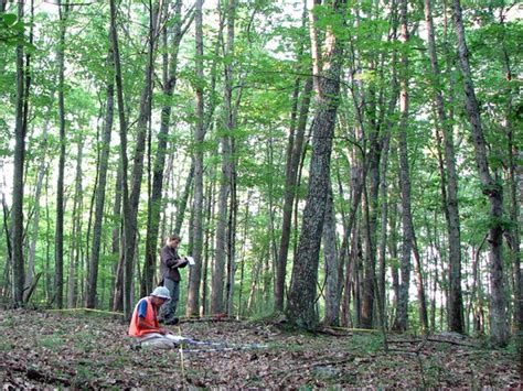 Forest Health In A Regional Context Us National Park Service