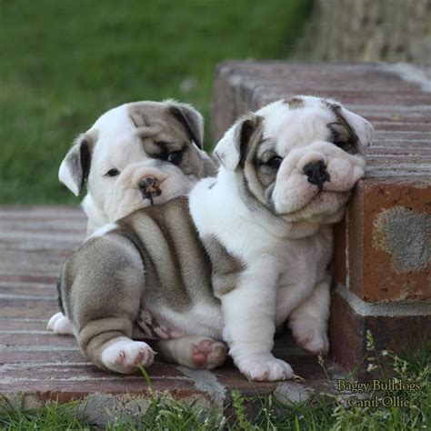 23 Cute Bulldog Pups Photo Bleumoonproductions