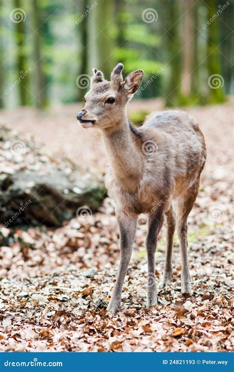 Cute Young Sika Deer Fawn Stock Image Image Of Head 24821193