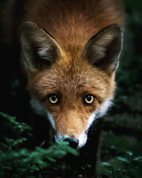 Stunning Shots Of Finnish Forest Animals