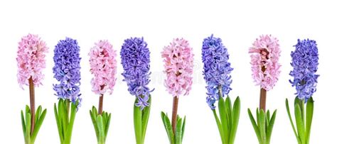 Vibrant Multicolored Hyacinth Spring Flowers Isolated On White
