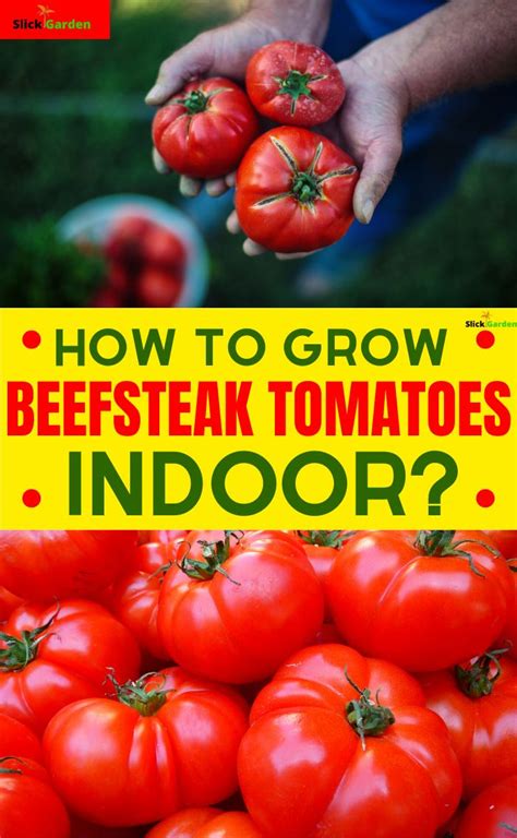 You may not be able. How To Grow Beefsteak Tomatoes Indoor? Growing beefsteak ...