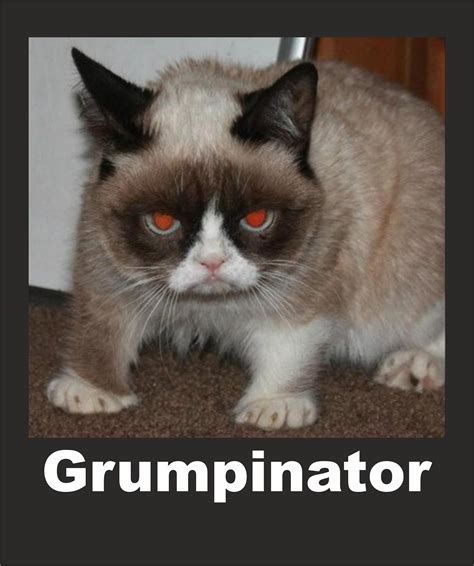 Image 547715 Grumpy Cat Know Your Meme